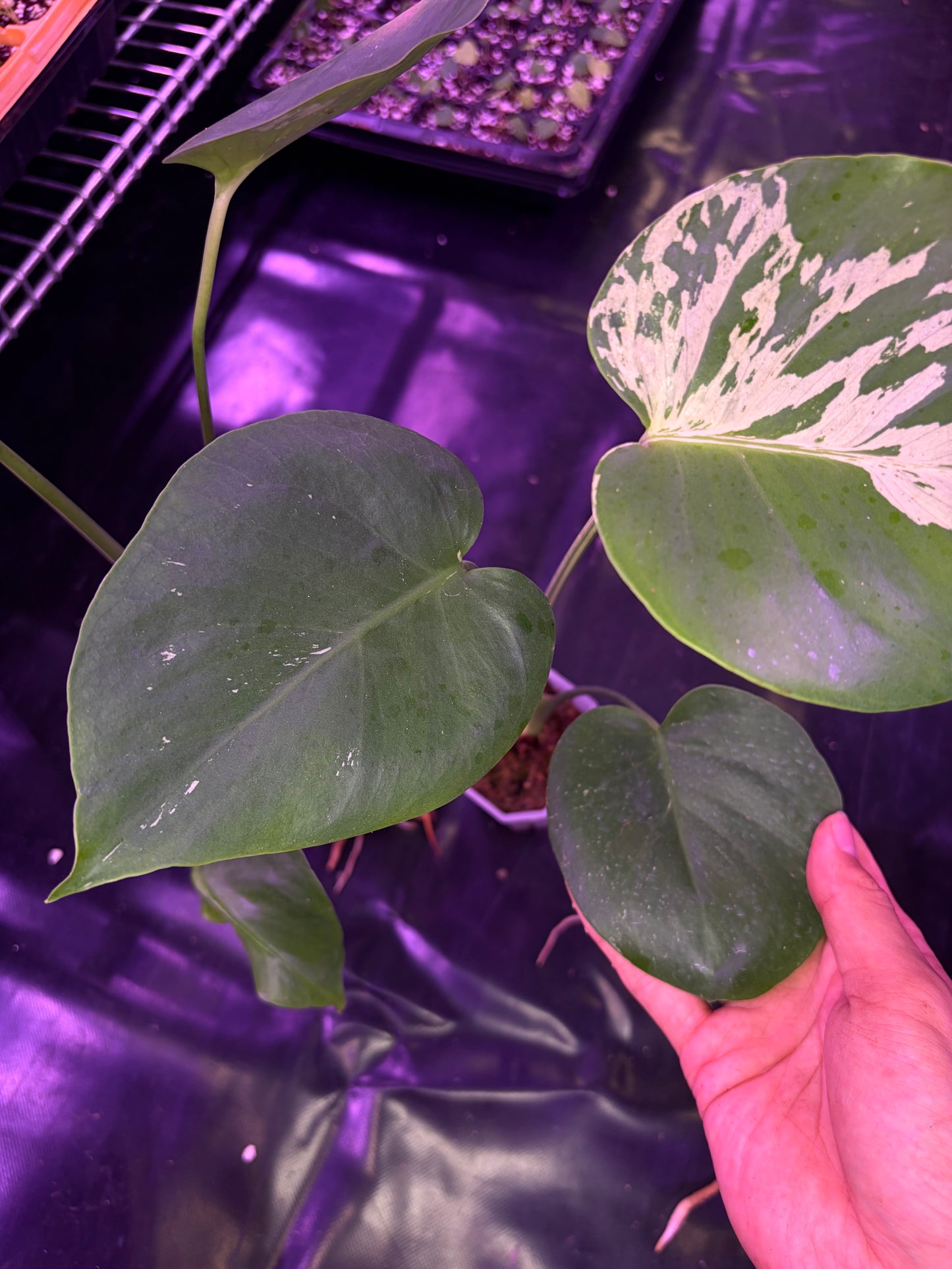 Monstera ‘Bulbasaur’ - less variegated