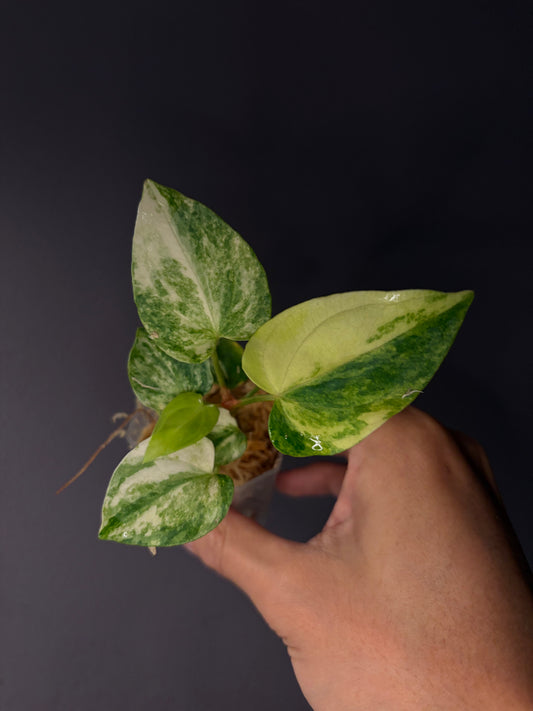 Anthurium papillilaminum var. × ‘Midnight velvet ’