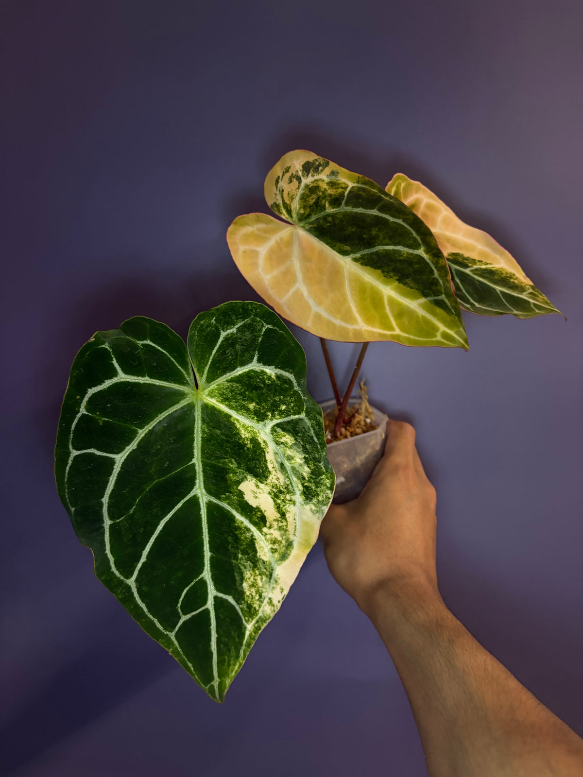 Anthurium crystallinum variegata - clone