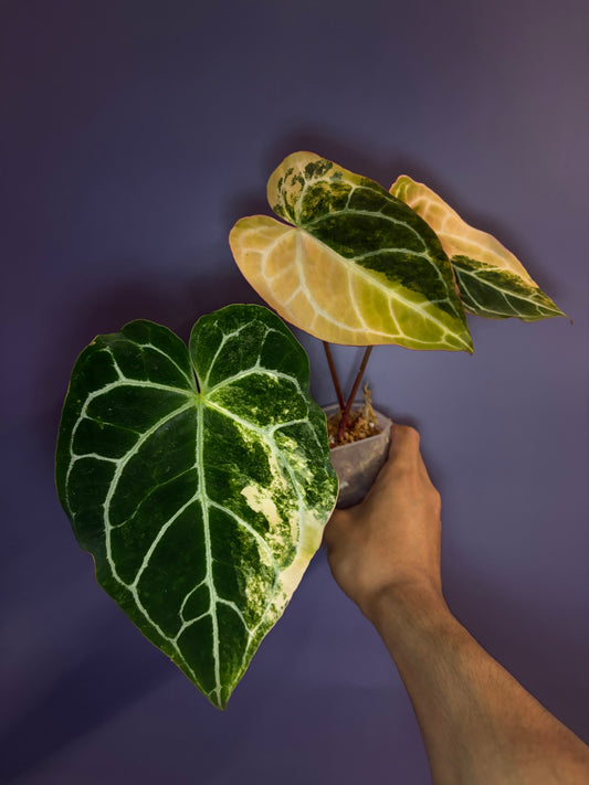 Anthurium crystallinum variegata - clone