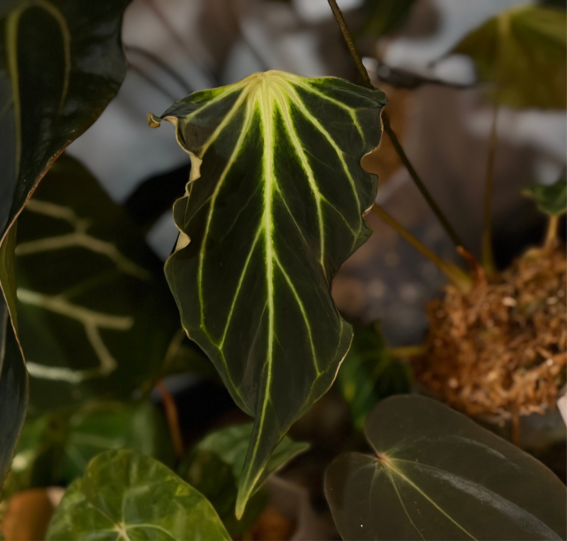 Anthurium besseae aff. #2 'Fledermaus' – Secret Foliage