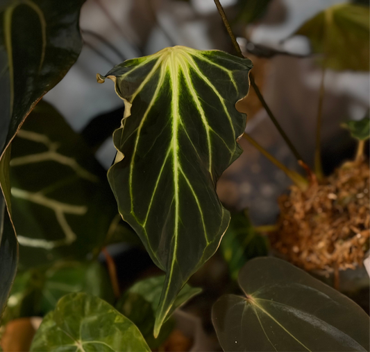 Anthurium besseae aff. ‘YL2’ 'Fledermaus'