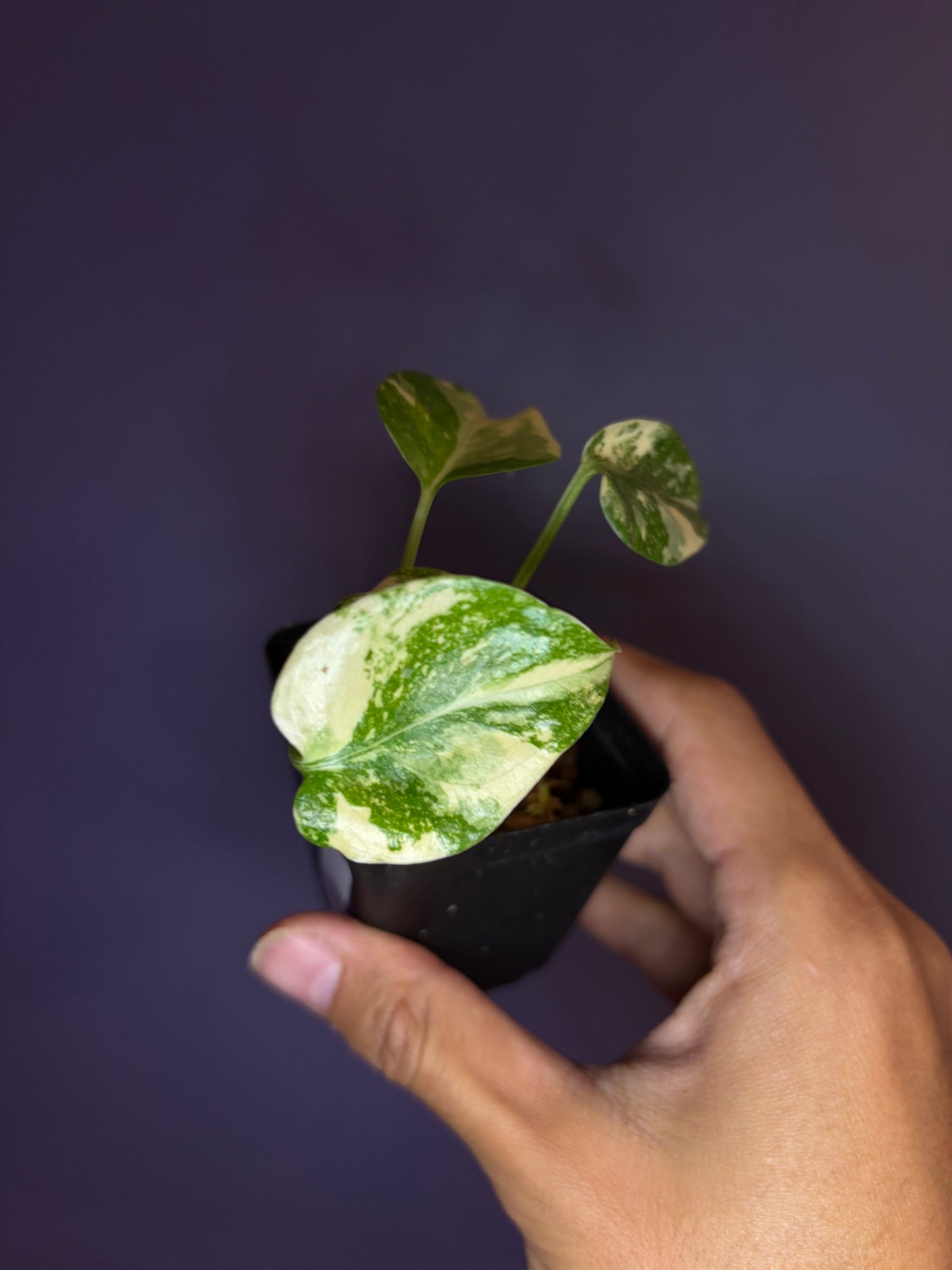 Monstera Deliciosa ‘Green Snow’