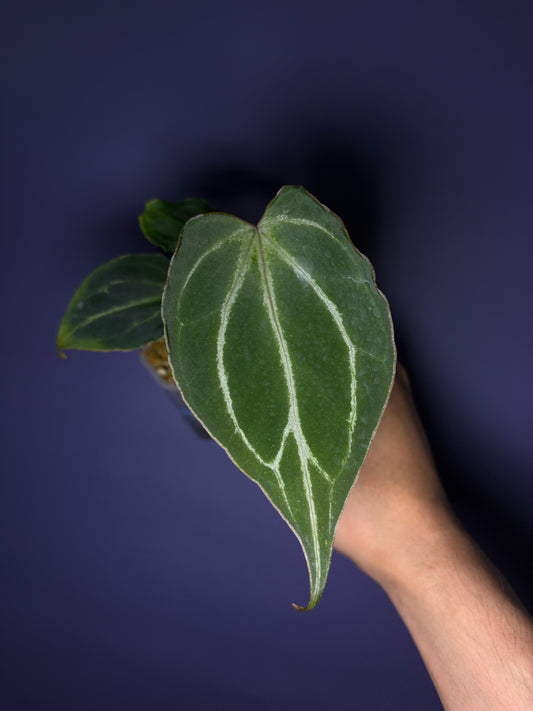 Anthurium King of Spades (HU) 'butterfly’ #4