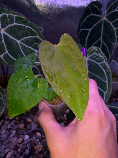 Anthurium ‘RVDP’ × (portillae ‘NSE’ × papillilaminum ‘FS’)