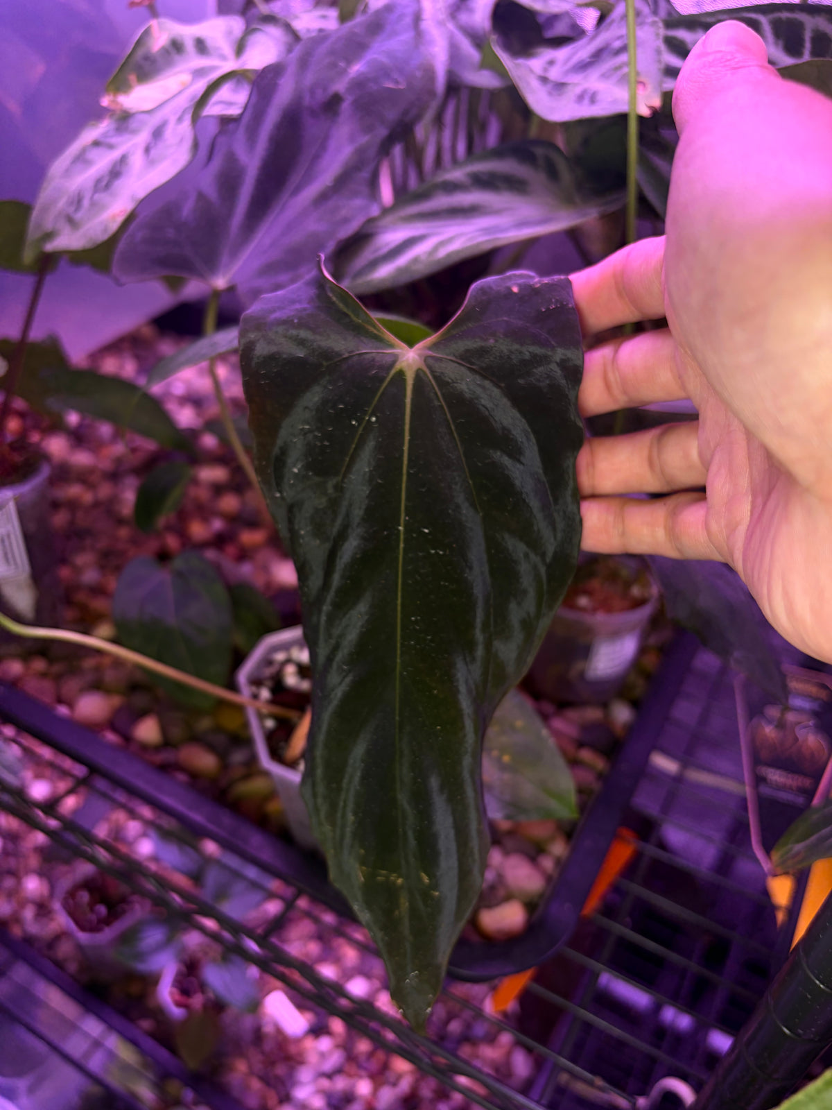 Anthurium papillilaminum (