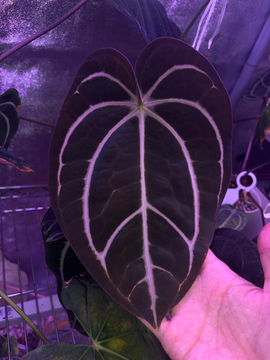 Anthurium carlablackiae #3