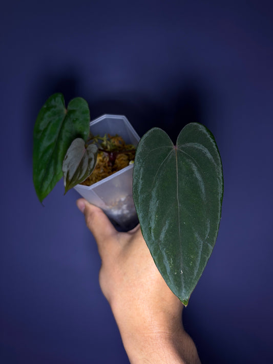 Anthurium Midnight velvet ‘Deep Ruby’ - clone