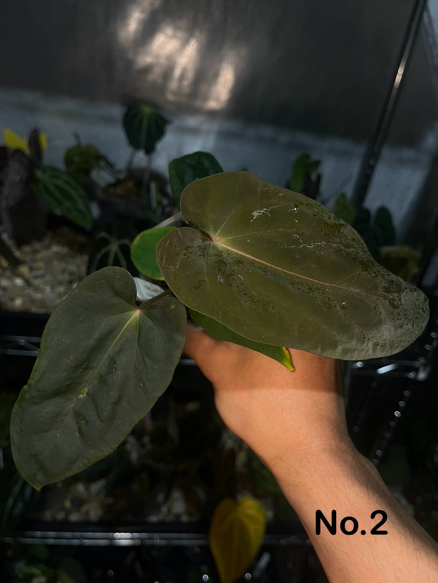 Anthurium Antolakii/BVEP (Scott × Tezula)
