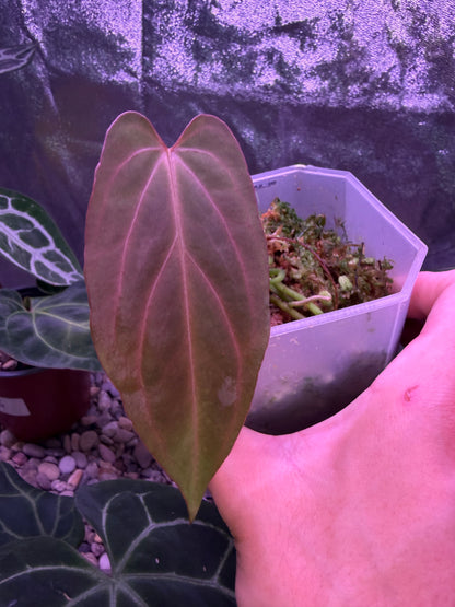 Anthurium papillilaminum ‘Fort Sherman’ × carlablackiae