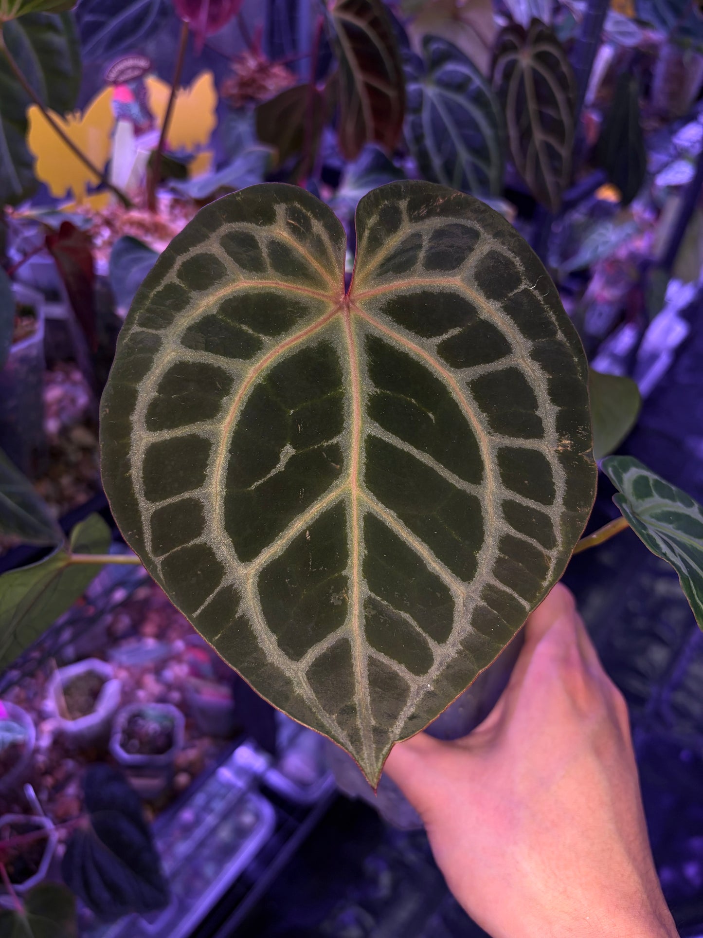 DocBlock Crystallinum® '8' x Red Crystal® '12