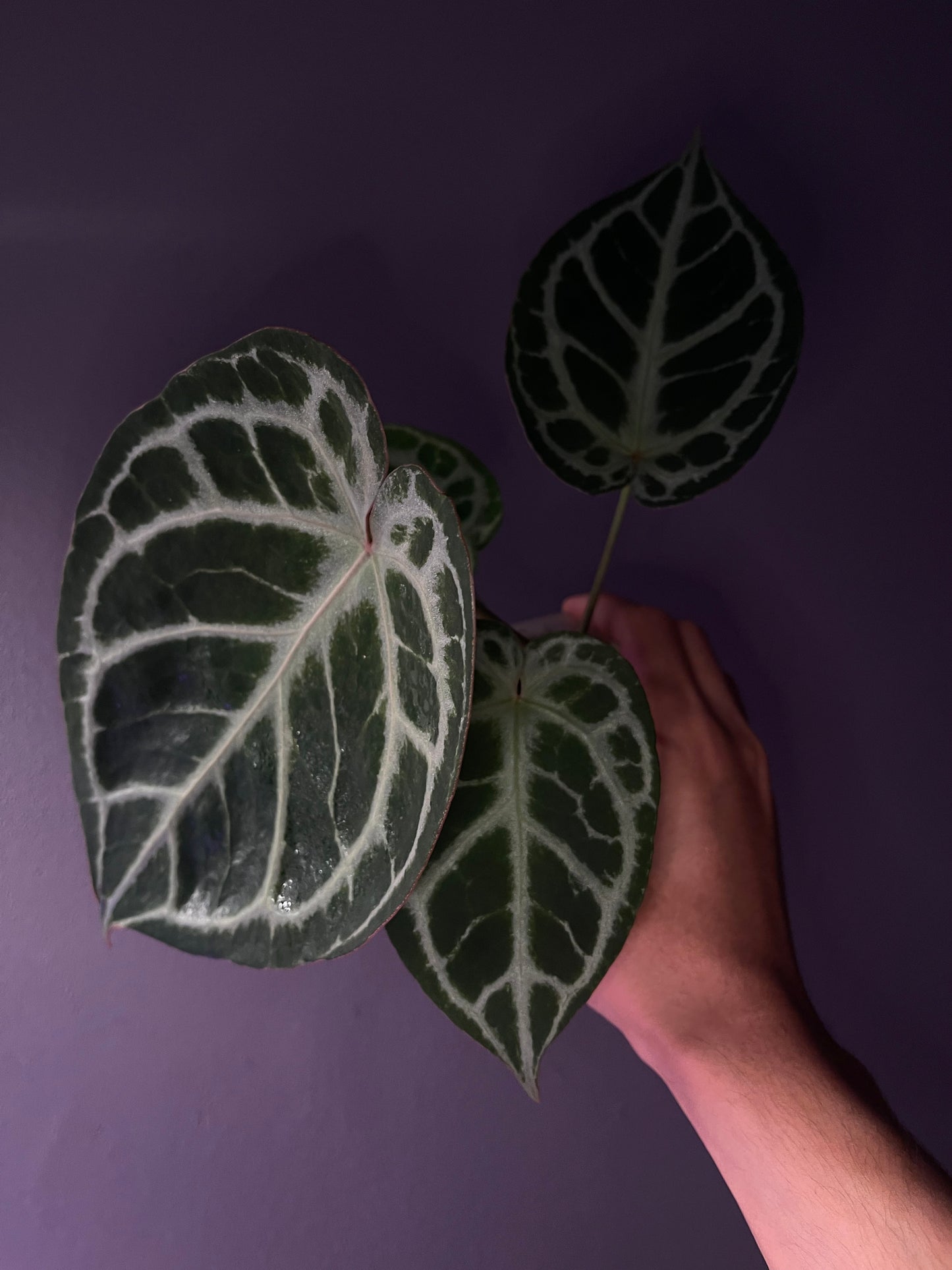 Anthurium ‘Tiger Red’