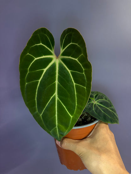 Anthurium besseae aff.