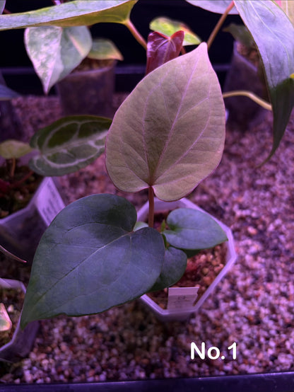 Anthurium ‘King of spades’ × ‘Red vein dark phoenix’ (KOS × RVDP)