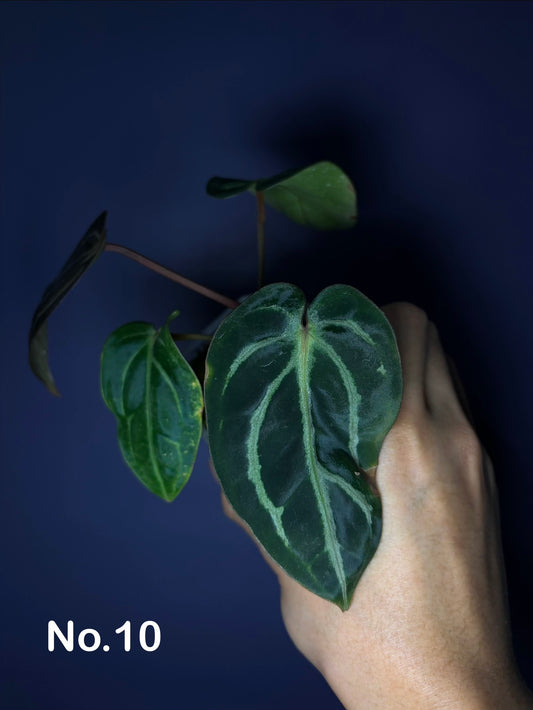 Anthurium carlablackiae (RA5×RA10) × self