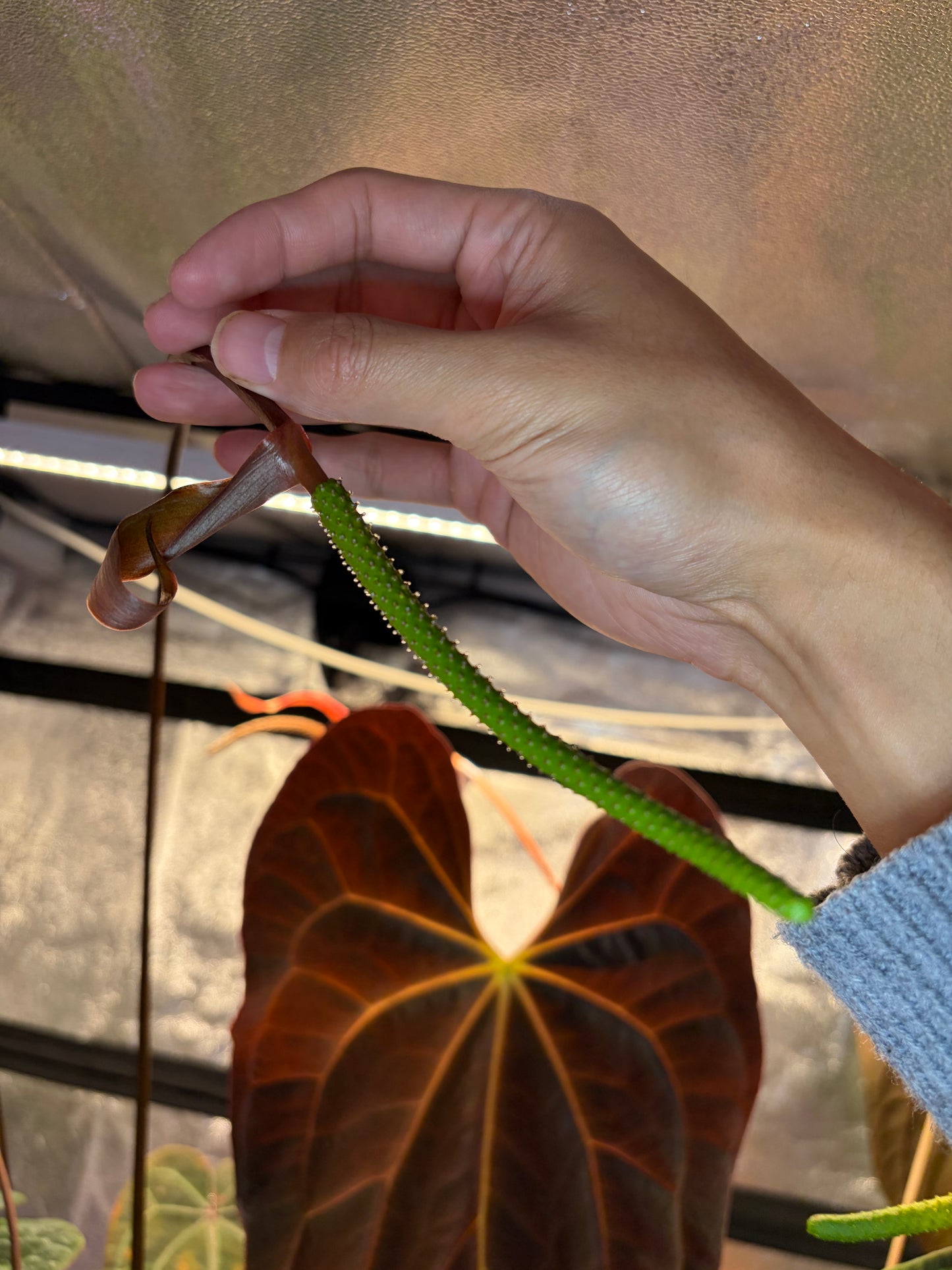 Anthurium Papillilaminum X-one (clone)