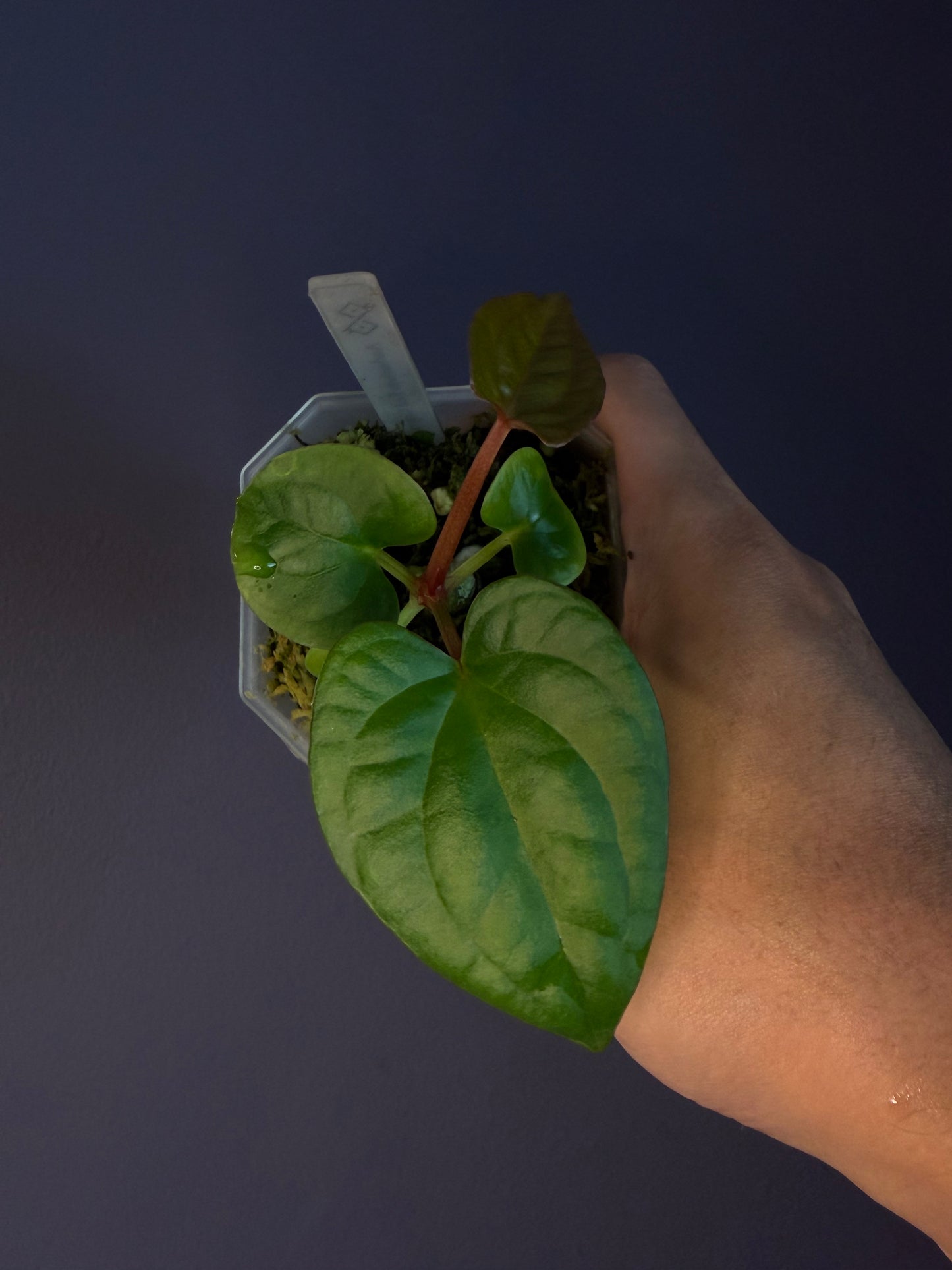 Anthurium Red Crystallinum [NSE] × luxurians