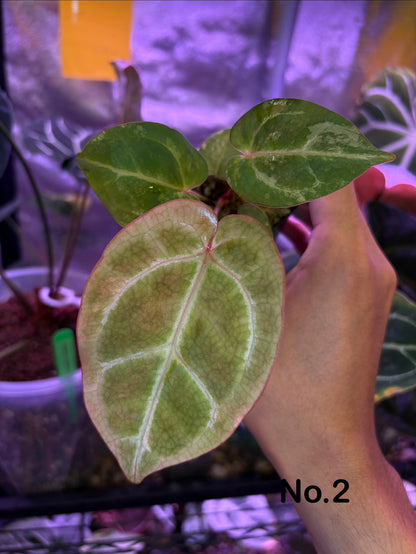 Anthurium papillilaminum var. × (‘Red Crystallinum’ [Tezula] × ‘Zara’)