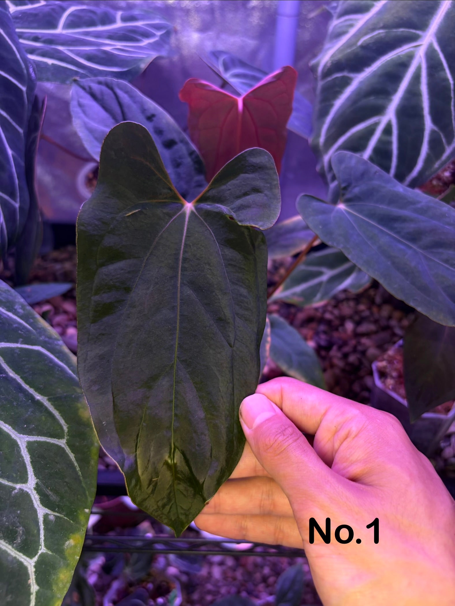A*m様 Anthurium papi Ralph Lynam (JV) div Anthurium papillilaminum 'Ralph Lynam' S1 – Secret Foliage