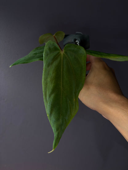 Anthurium ‘Midnight Velvet’ × antolakii ‘Tezula’