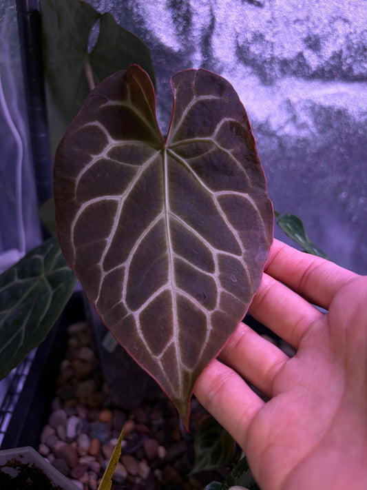 Anthurium crystallinum ‘Chocolate 🍫’