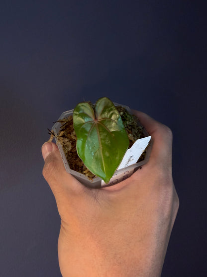 Anthurium dressleri RG × ‘Red Vein Dark Phoenix (RVDP)’