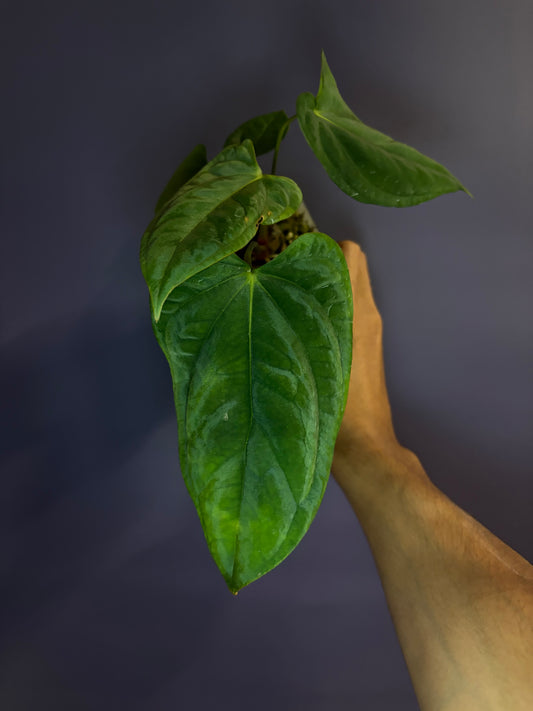 Anthurium papillilaminum RA6 - clone