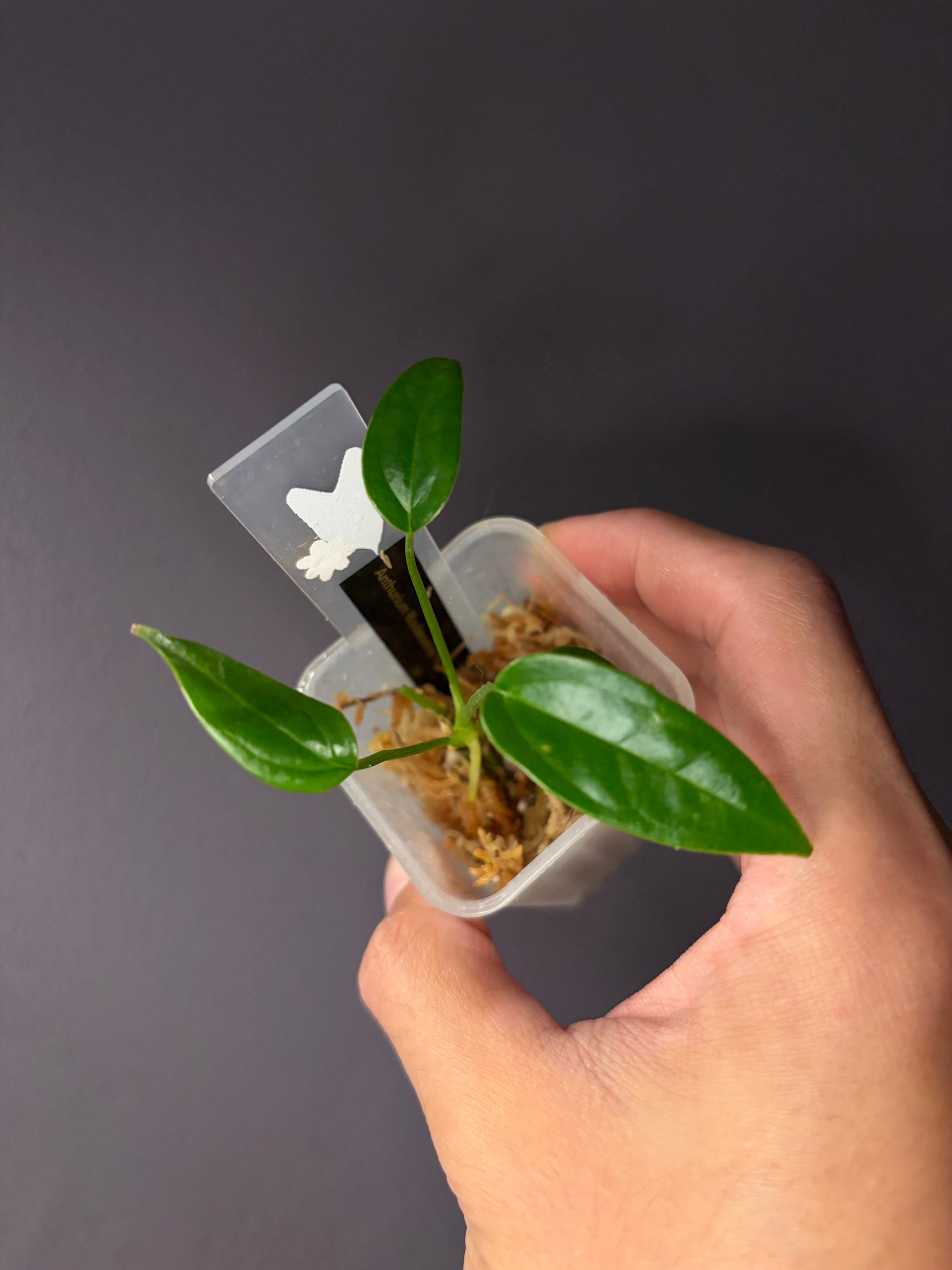 anthurium jungle hybrid Anthurium rioclarense wild hybrid S1 – Secret Foliage