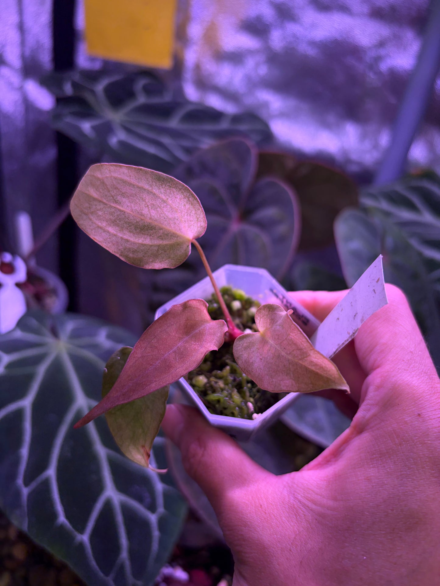Anthurium papillilaminum ‘Dark’ × ‘Fort Sherman’ mint variegata