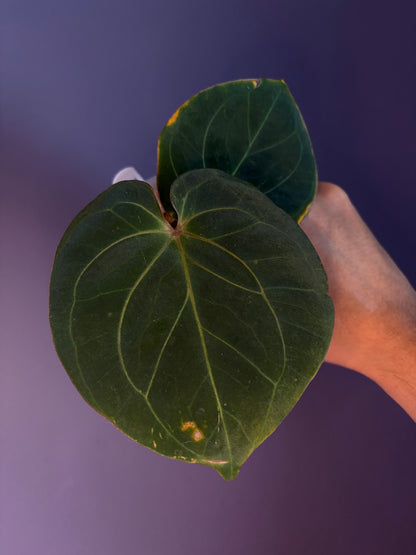 Anthurium King of Spades (KOS) HU