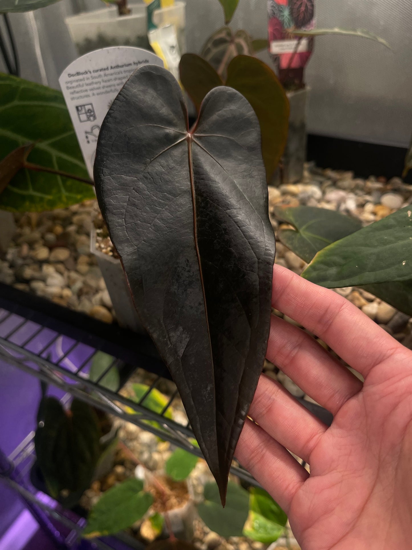 Docblock Dark & handsome ‘9’ x Dark & handsome ‘9’ (selected)