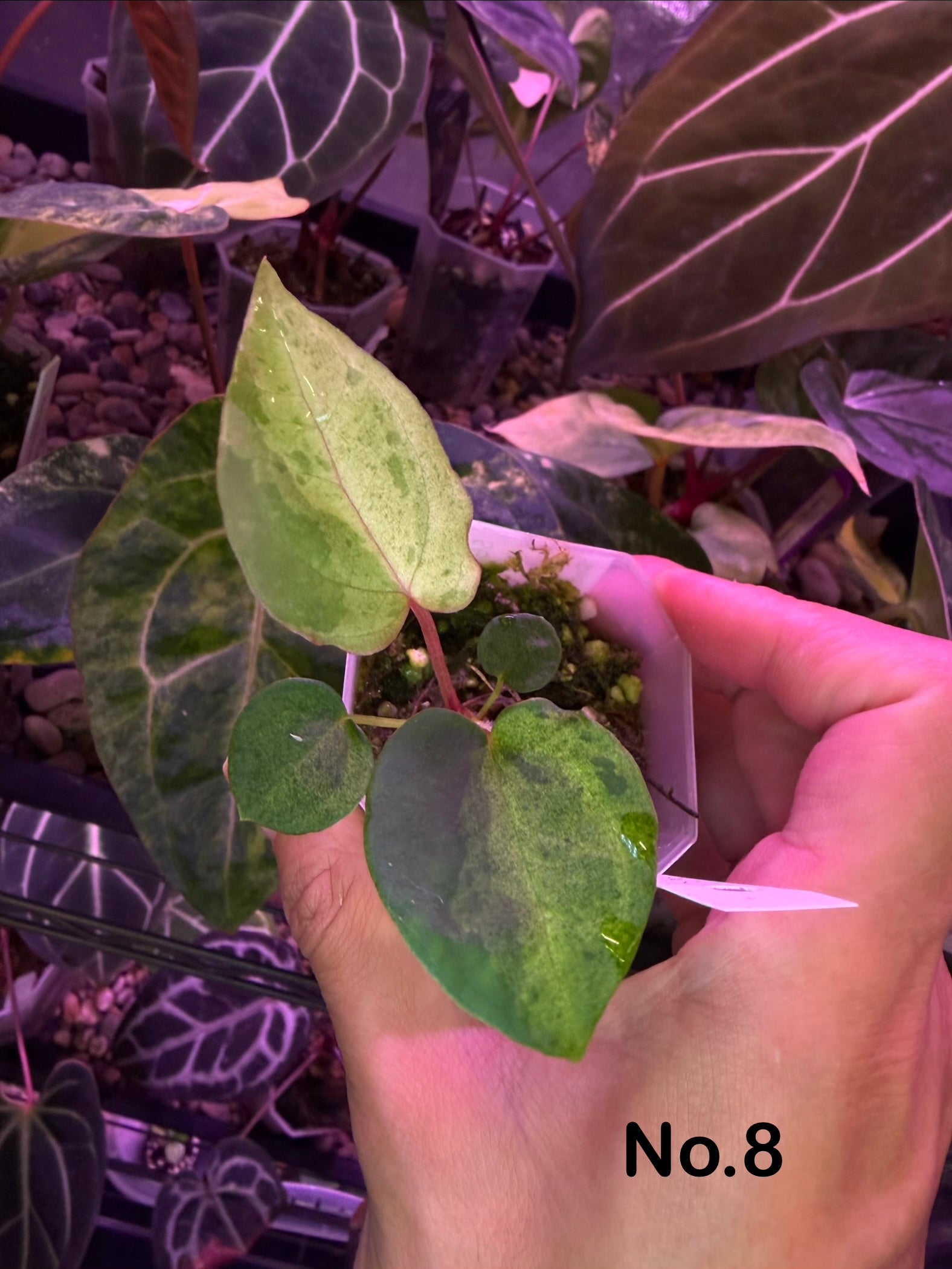 Anthurium papillilaminum variegata × 'Red Vein Dark Phoenix