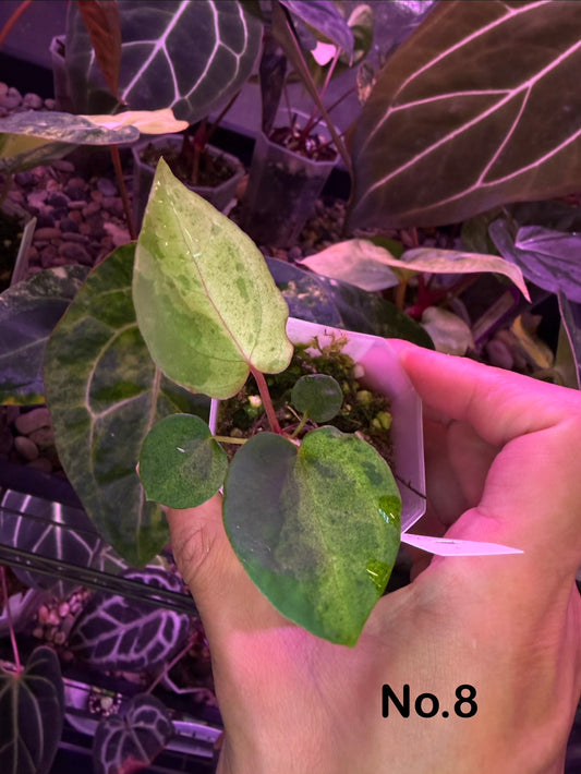 Anthurium papillilaminum variegata × ‘Red Vein Dark Phoenix’
