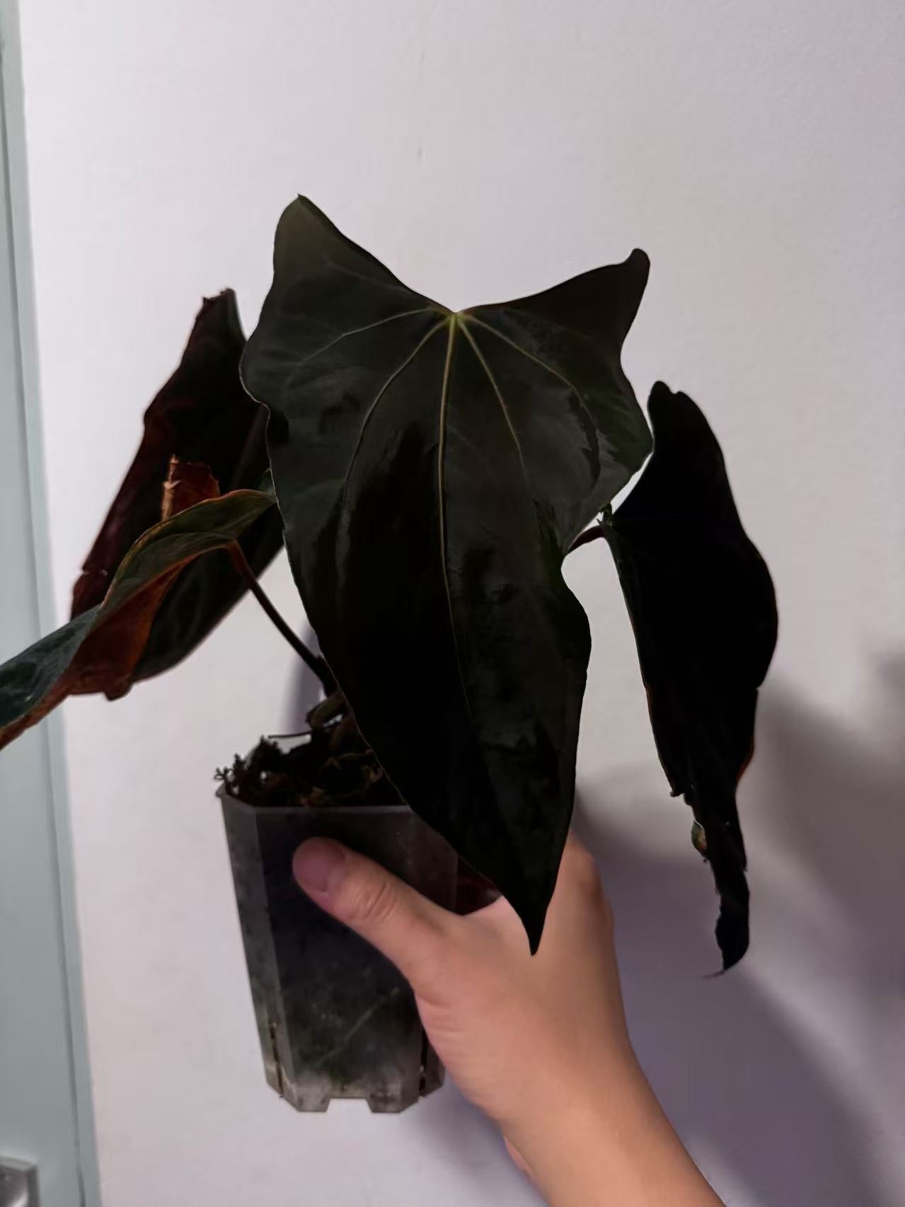 Anthurium papillilaminum ‘Ralph Lynam’ × self (selected #1)