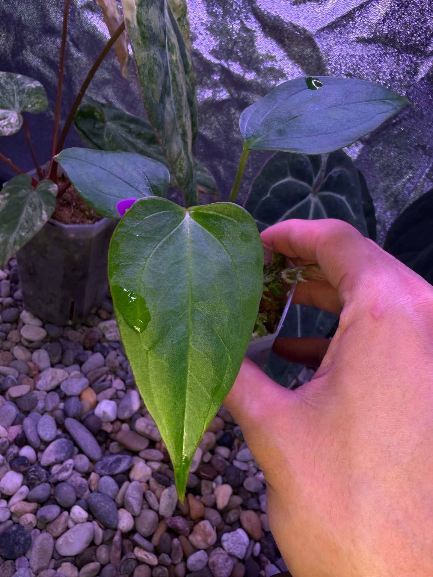 Anthurium ‘Miss Worldwide’ (portillae ‘NSE’ × ‘Indo Portillae’)