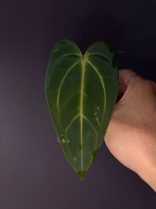 Anthurium carlablackiae × ‘Indo Portillae’