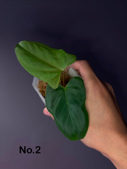 Anthurium ‘Black Sweet’ × papillilaminum ‘Fort Sherman’ (selected)