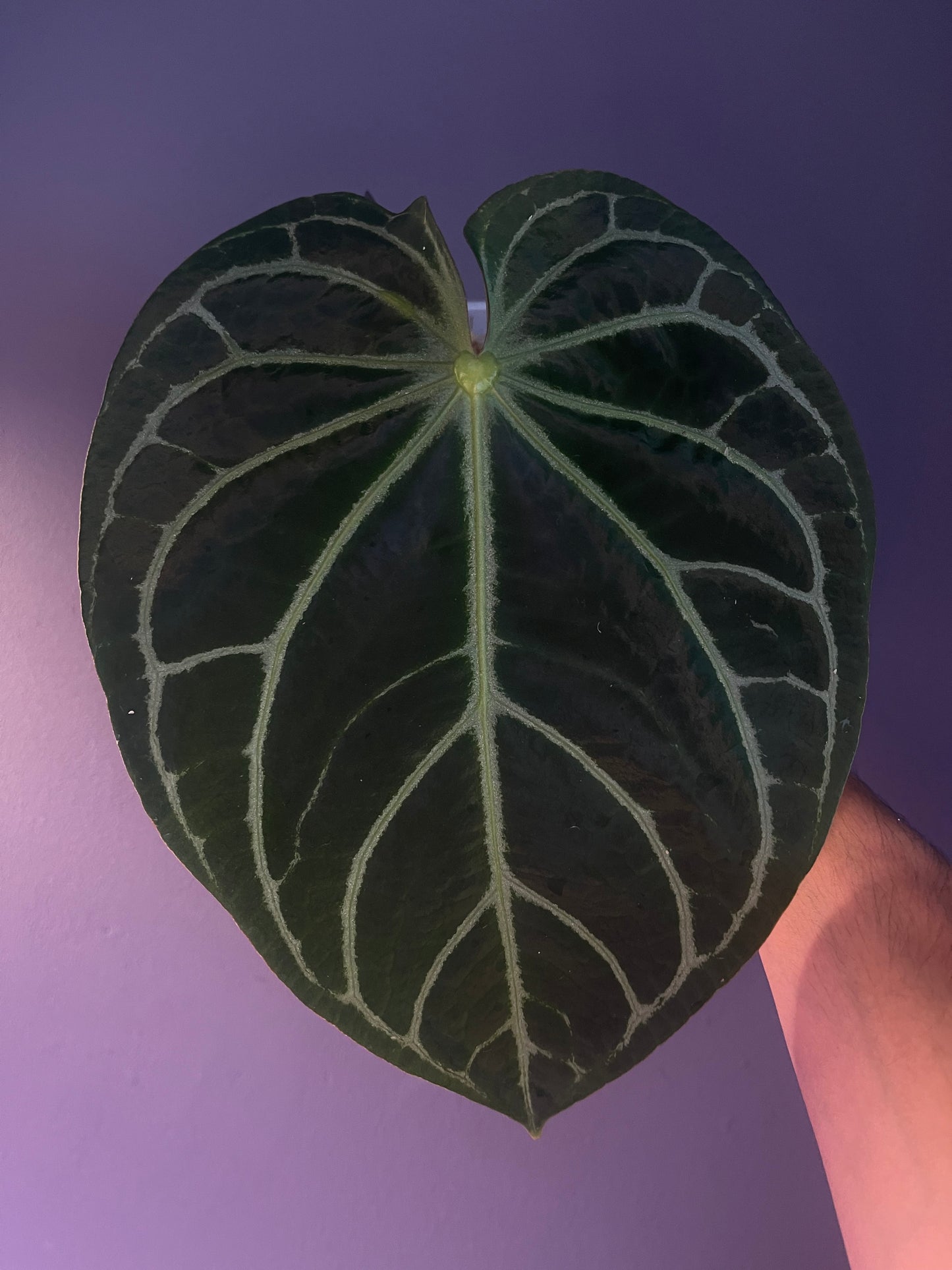 Anthurium ‘White Widow/Jackie’