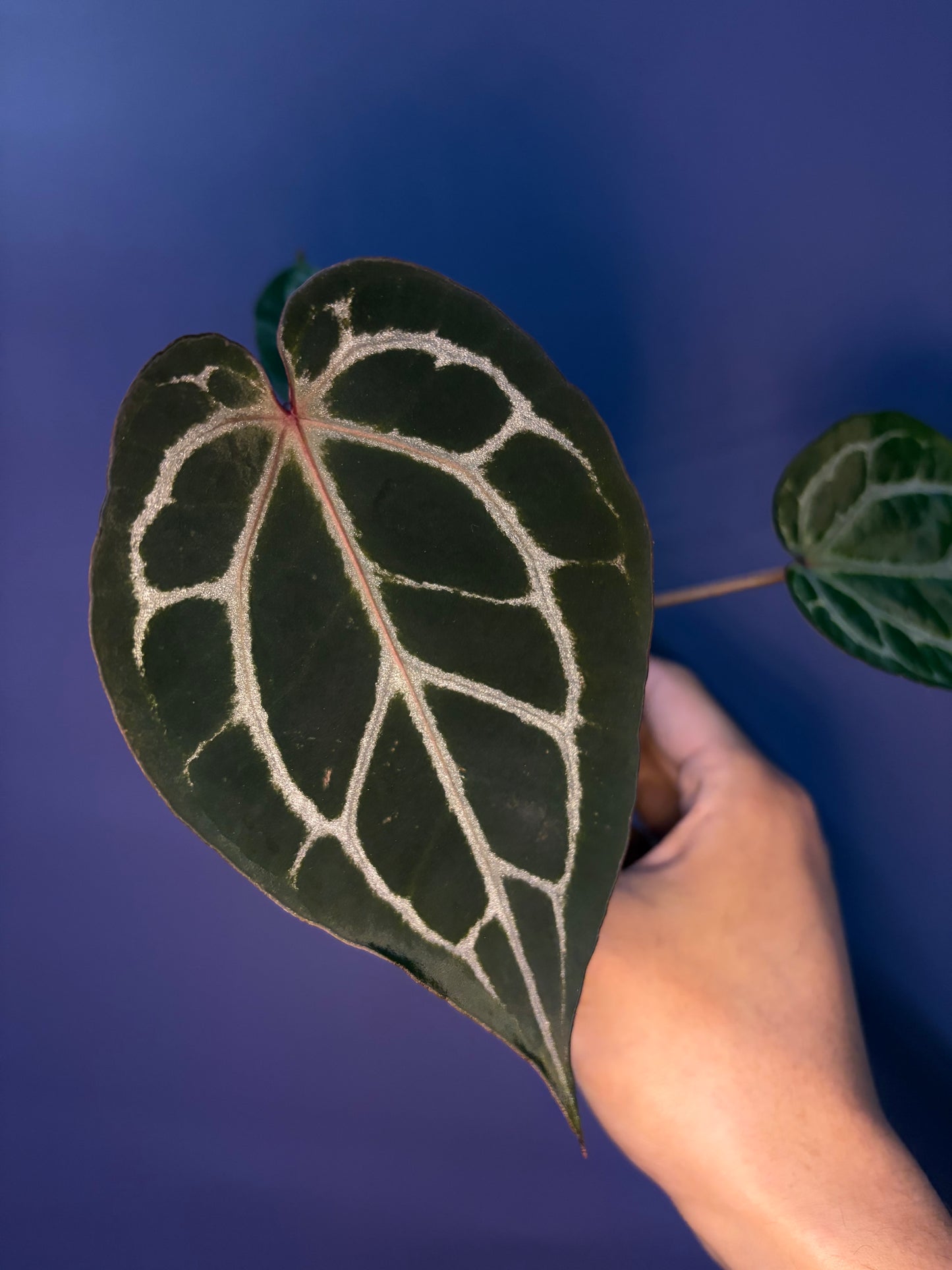 Anthurium Red Crystallinum [SF] - selected