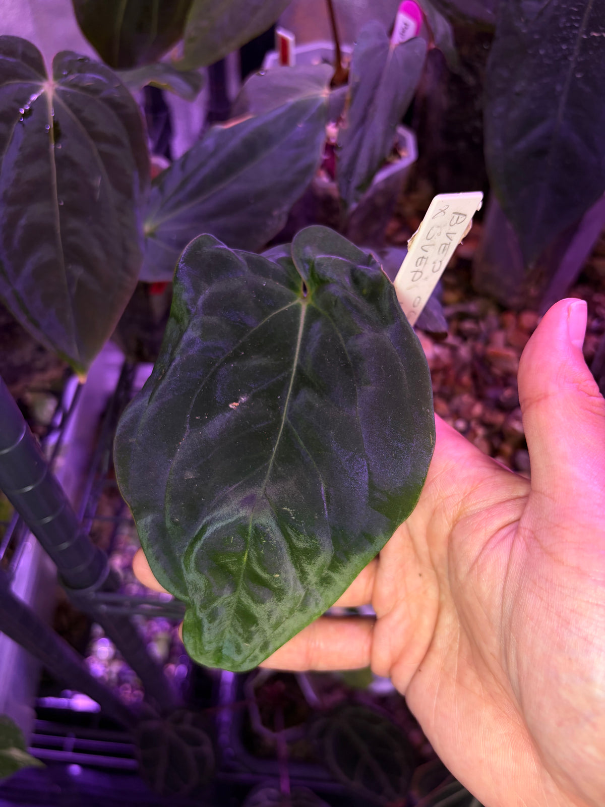 Anthurium BVEP (OG1 × RA1)