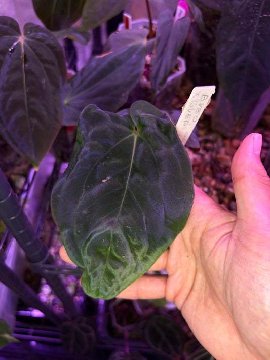Anthurium BVEP (OG1 × RA1)