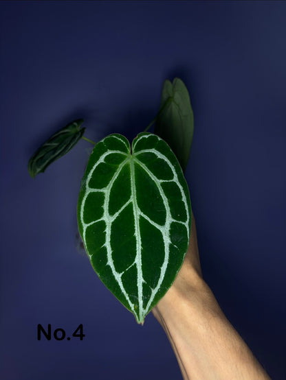 Anthurium crystallinum - selected
