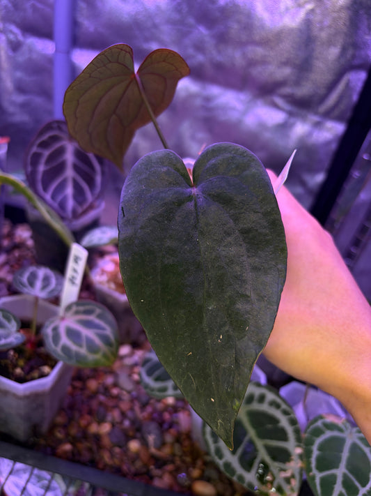 Anthurium (Papillilaminum RL × FS) × dressleri RG F2