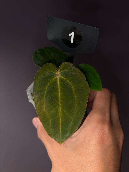 Anthurium Carlablackiae RA13 × BVEP OG1