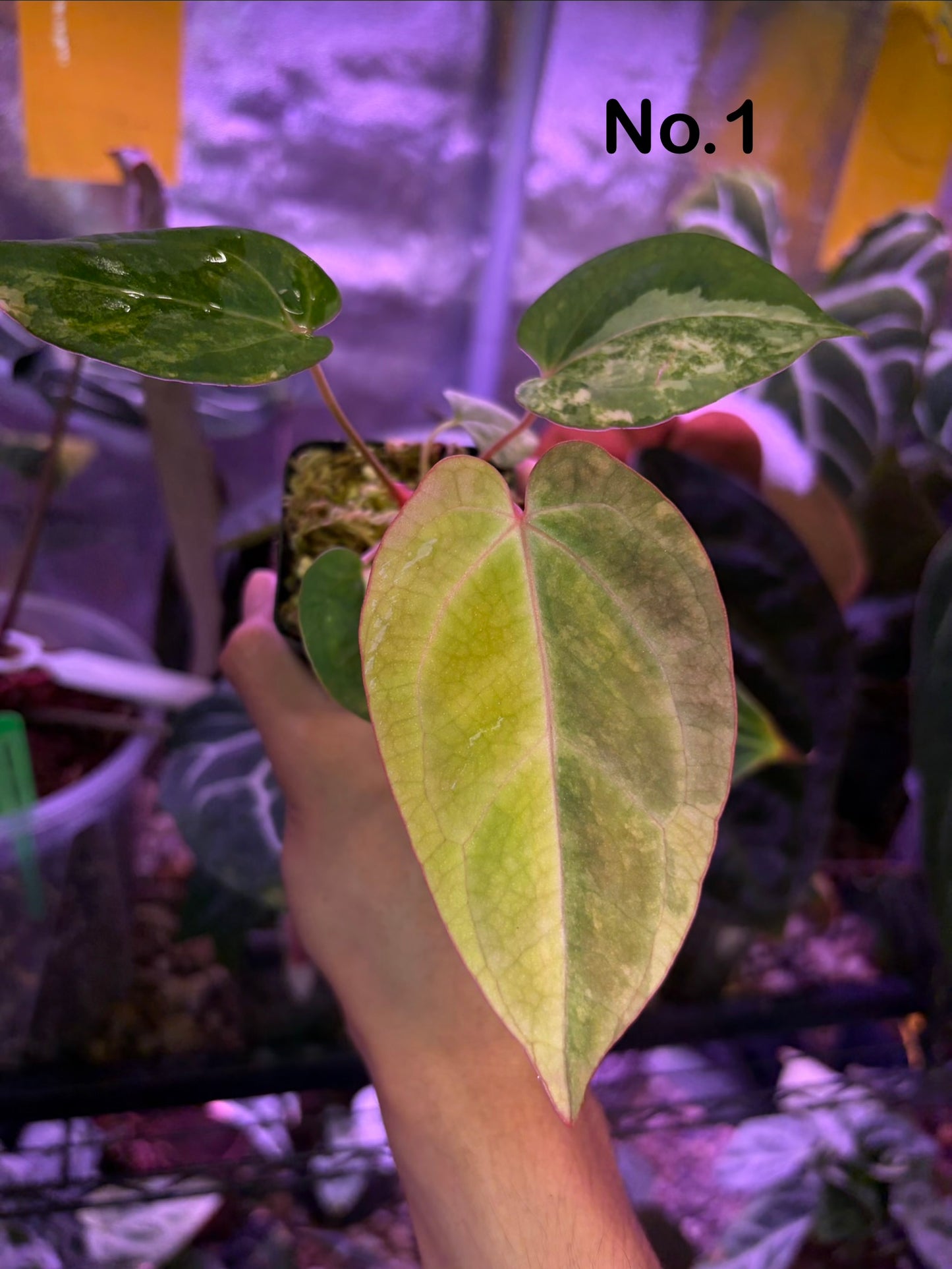 Anthurium papillilaminum var. × (‘Red Crystallinum’ [Tezula] × ‘Zara’)