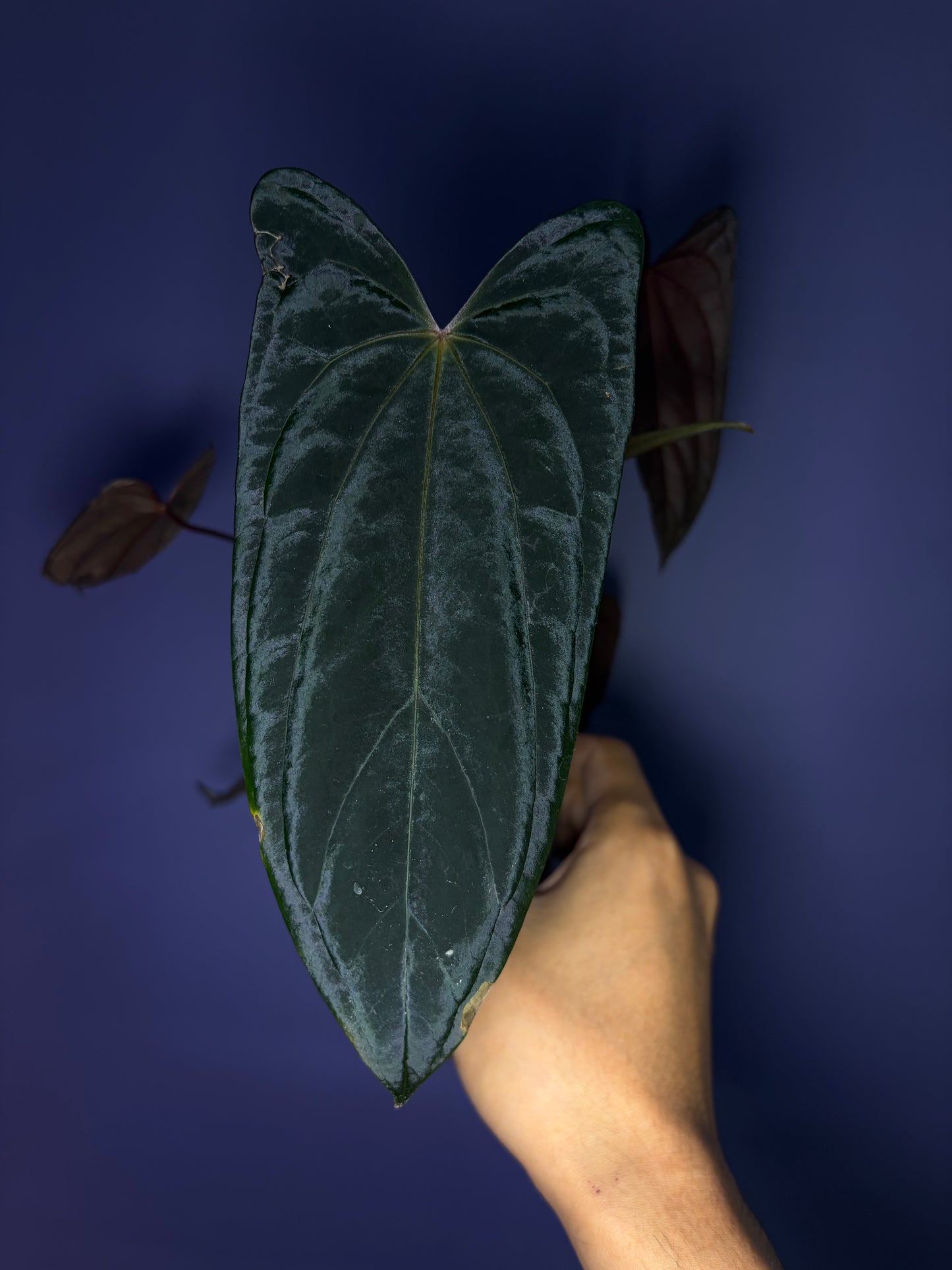 Anthurium Blue Papillilaminum × RVDP - selected