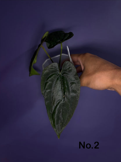 Anthurium (Papillilaminum RL × FS) × dressleri RG F2