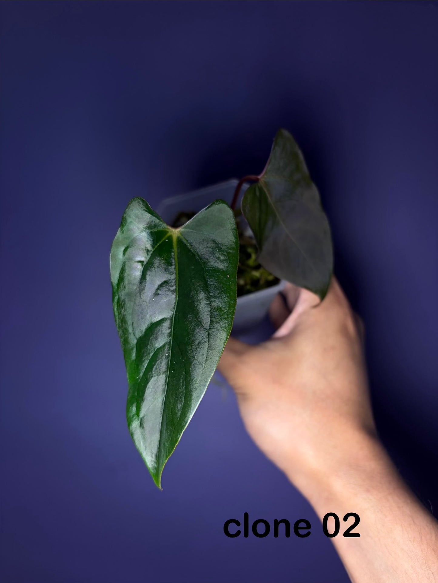 Anthurium papillilaminum ‘Ralph Lynam’ × self (selected #1)