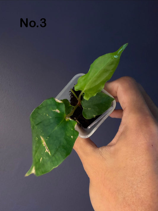 Anthurium papillilaminum ‘Ralph Lynam’ S1