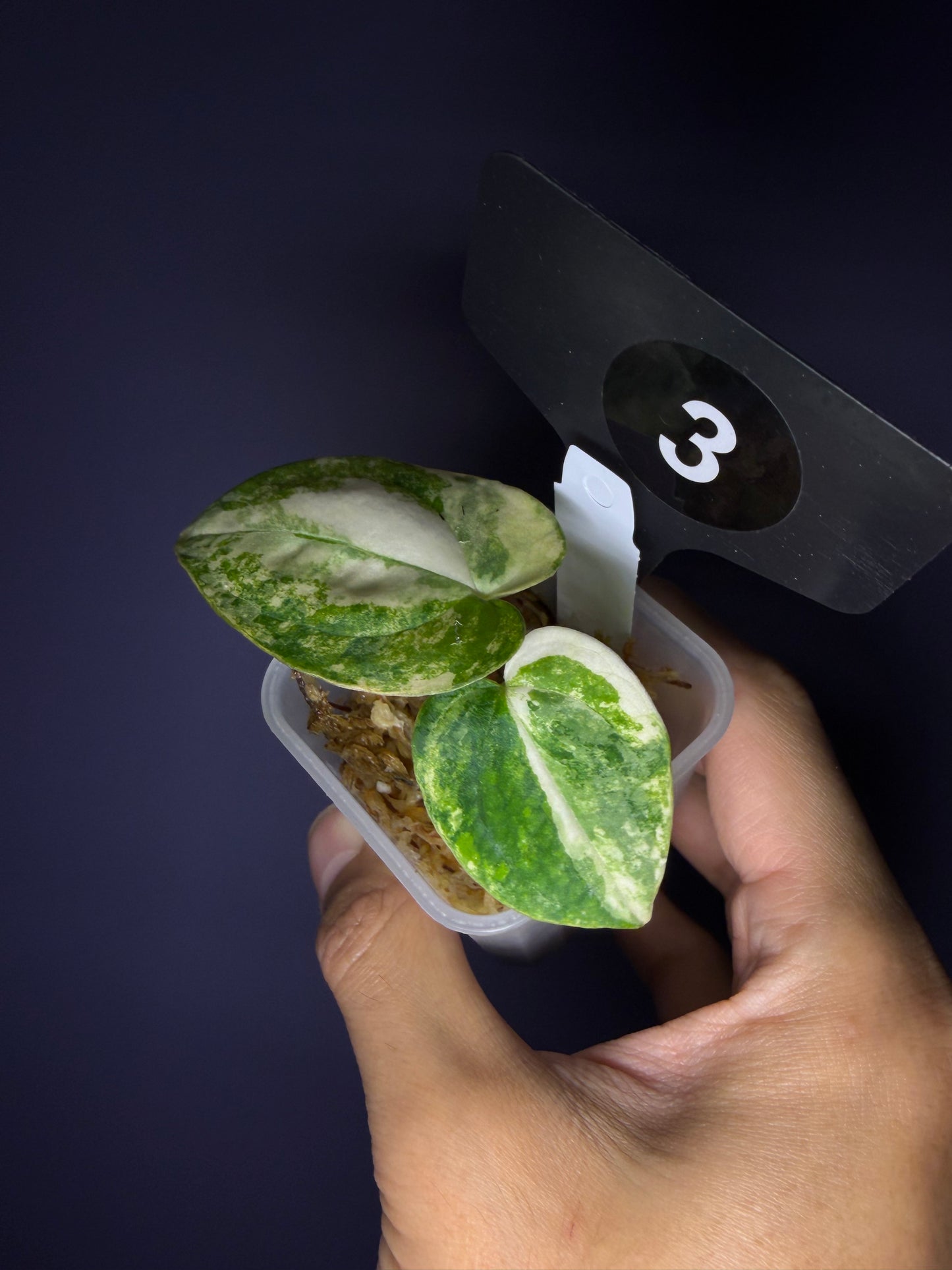 Anthurium papillilaminum var. × carlablackiae